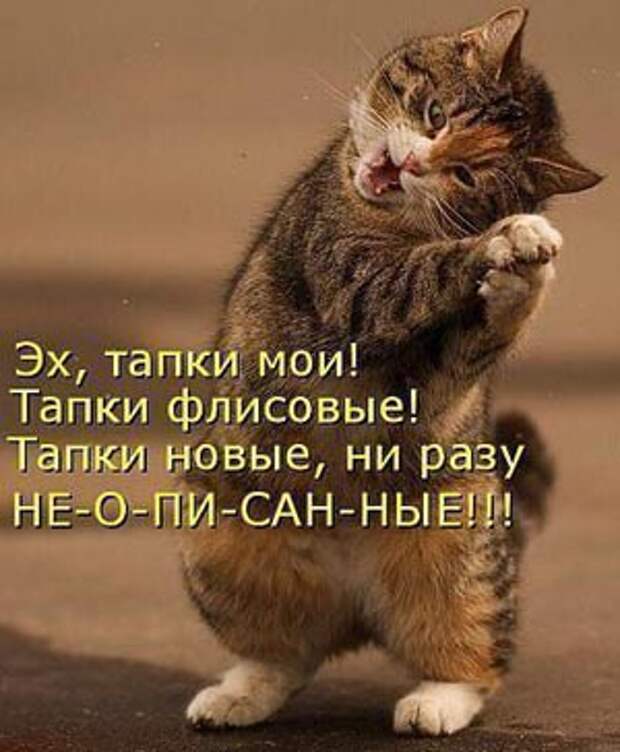 http://zoocats.ru/photo/244.jpg