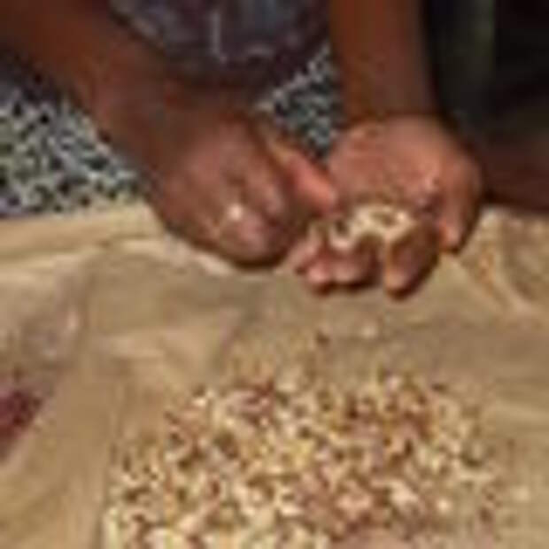 Sifting through the peanuts.