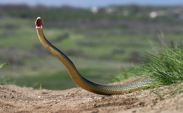 Как сфотографировать самую большую змею Европы — желтобрюхого полоза 