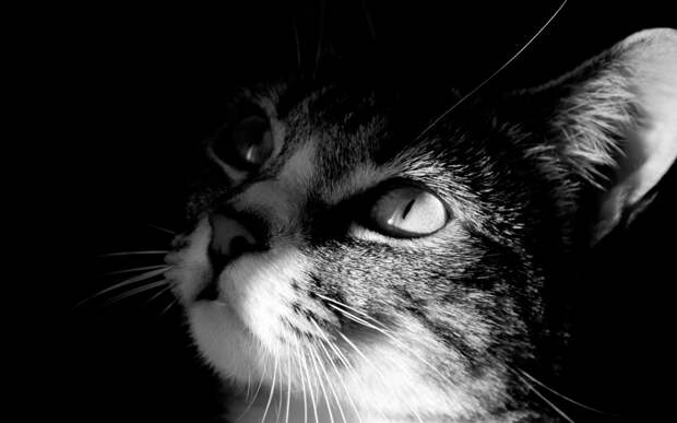 Картинки по запросу фото серого кота