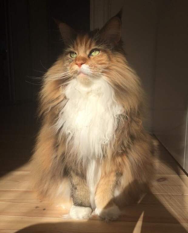 Без кота и жизнь не та