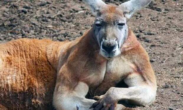 В Австралии кенгуру сломал челюсть 19-летнему охотнику австралия, драка, животные, кенгуру, охотник, челюсть