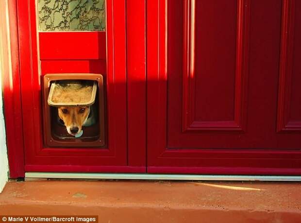 Пёс Эллиот заглядывает в дверцу для кошек, автор - Marie V Vollmer, Франция животные, конкурс, фото, юмор