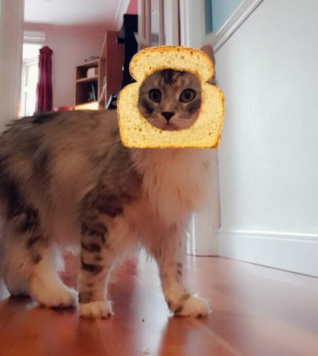 Кошачьи фильтры Snapchat