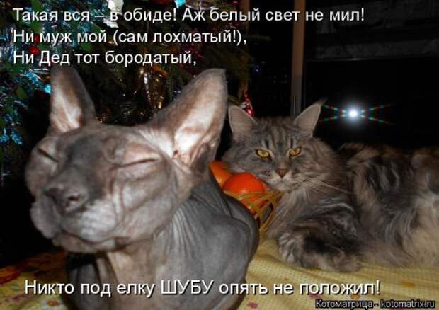 Свежая котоматрица (33 фото)