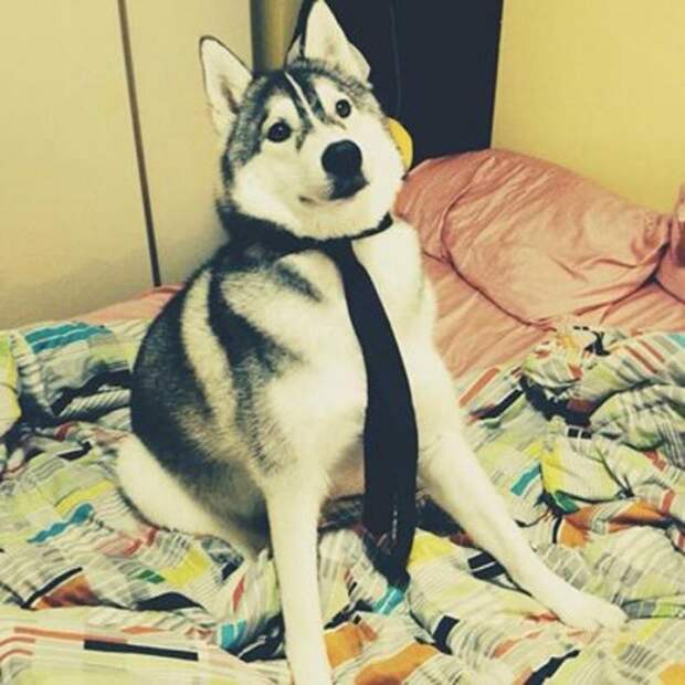 животные которые не могут скрыть своих эмоций