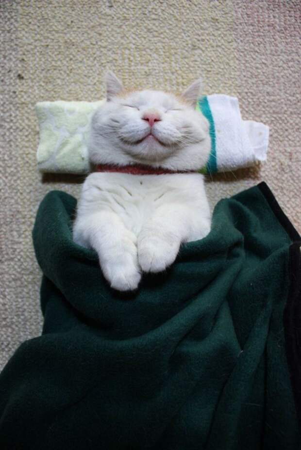 Коты, которые постигли искусство полного расслабления животные, кот, расслабон