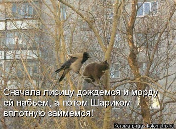Лучшие котоматрицы недели