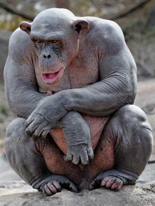 02. Шимпанзе. Животные без шерсти, Этот удивительный мир, животные