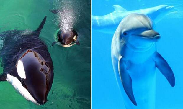 Касатка и дельфин - Интересные факты о дельфинах