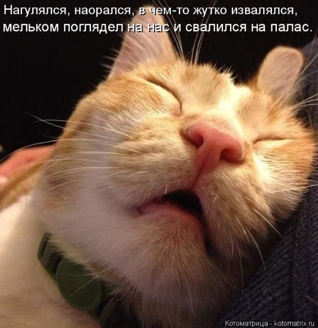 Лучшие котоматрицы недели