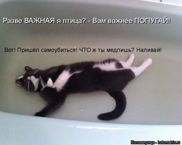 Свежая котоматрица на Бугаге (34 фото)