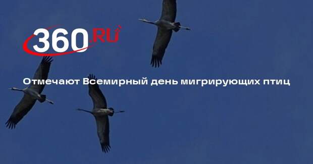 Отмечают Всемирный день мигрирующих птиц