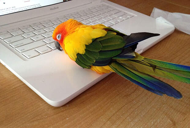 животные пригрелись в лучах солнца