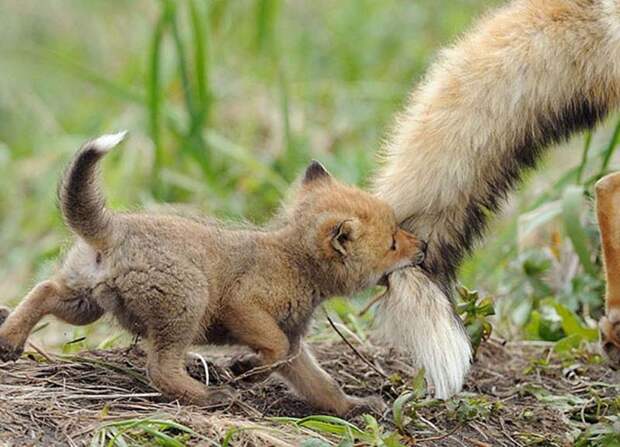 static.boredpanda.com