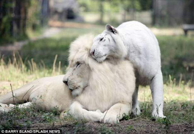 новорожденные белые львята и тигрята 