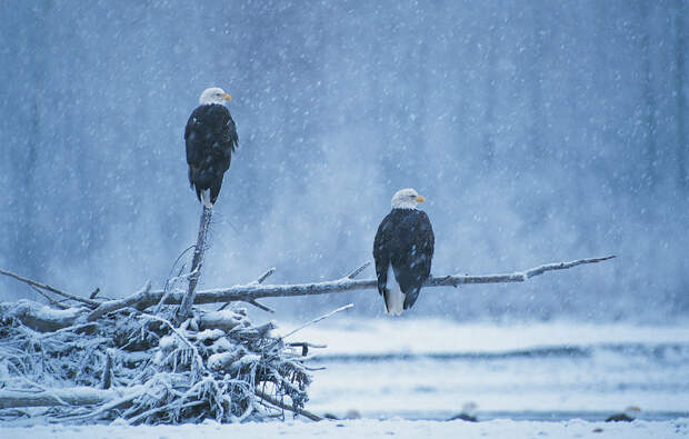 белоголовый орлан белоголовый орлан