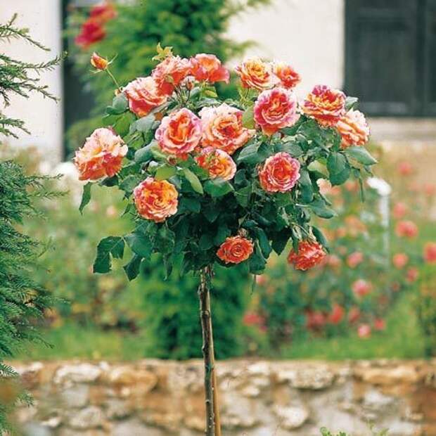 4497432_rosesingardeninspiration33 (450x450, 51Kb)