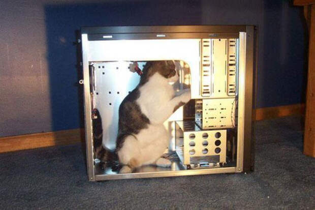кошка в системном блоке