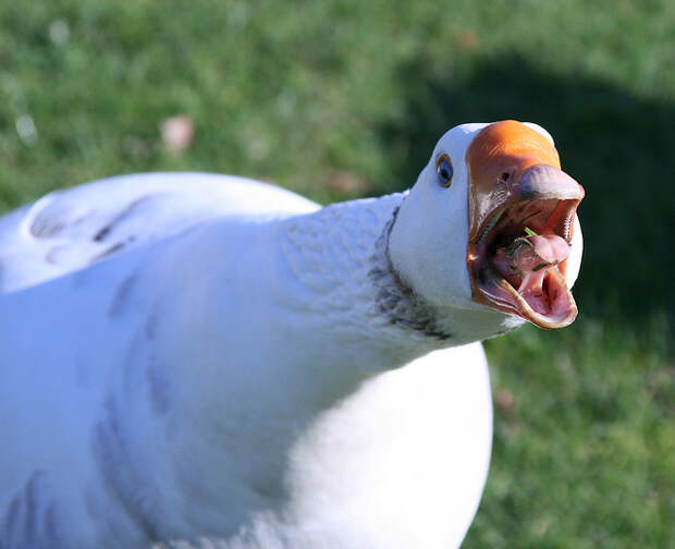 Картинки по запросу angry goose