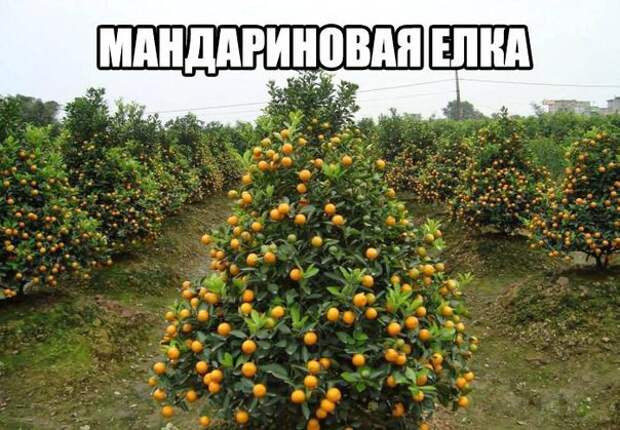 Смешные картинки с надписями прикол, юмор