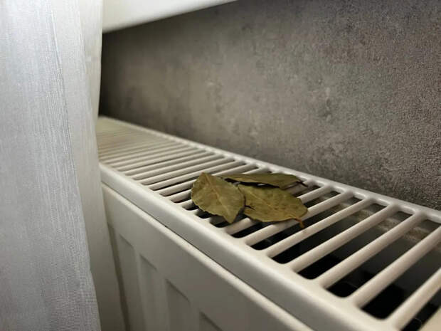 Кладу лаврушку под батарею с первым теплом — муж думает, что я пеку имбирное печенье