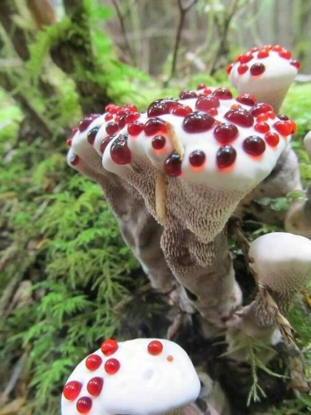 Эти грибы явно что-то замышляют! интересно, не еда, несъедобное, поразительно, странные сближенья, съедобное, удивительно, удивительное рядом