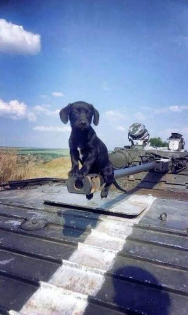 Щенок на танке