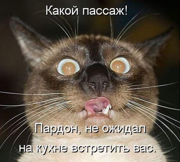 1395372419_kotomatritsa_np-1