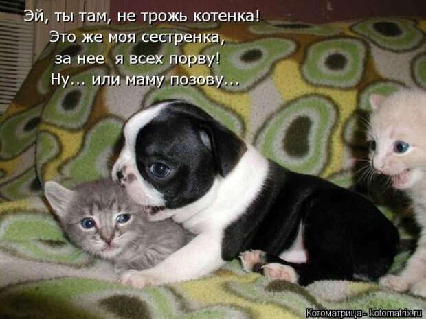 Лучшие котоматрицы недели