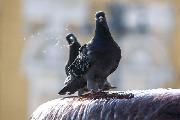 Итальянец терроризирует соседей, закидывая их голубиными яйцами