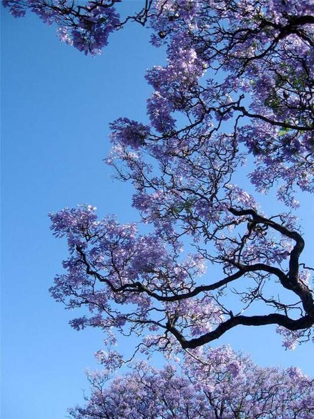 Дерево цветет сиреневыми цветами