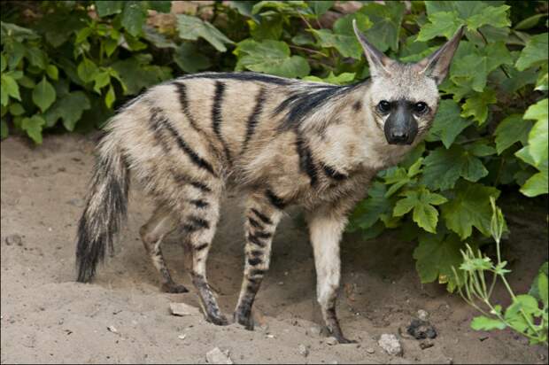 aardwolf, земляной волк