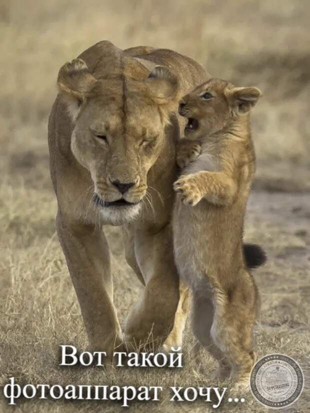 Хочу такой