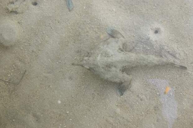 Морской нетопырь (лат. Ogcocephalidae) (англ. Batfish)