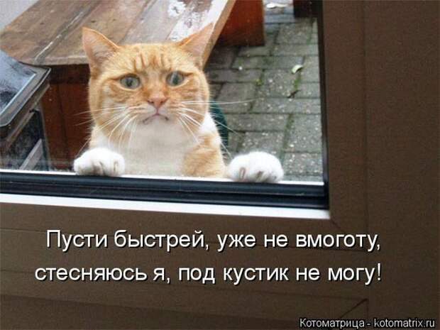 Лучшие котоматрицы недели