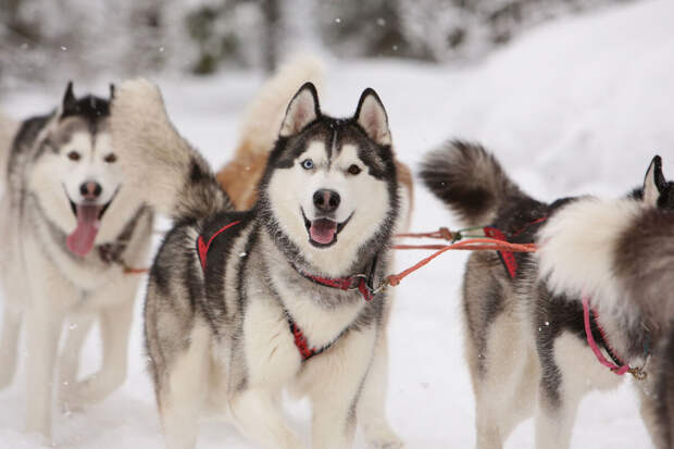 "Лаборатория Касперского": в РФ чаще всего теряются хаски и вислоухие шотландские кошки