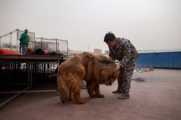 1447522698_tibetskiy_mastif_09 (700x466, 51Kb)