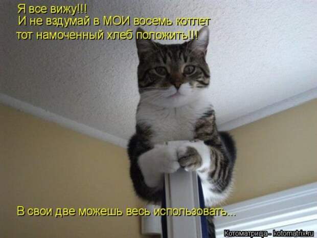 Новая котоматрица (38 фото)