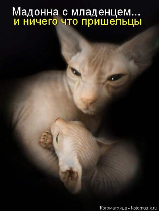 Замечательная котоматрица (27 фото)