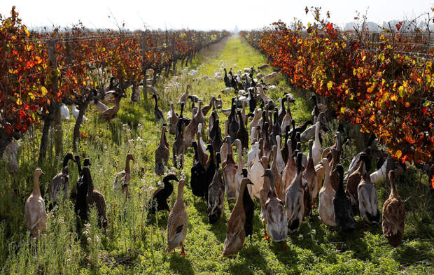 Ducks-go-on-the-hunt-07