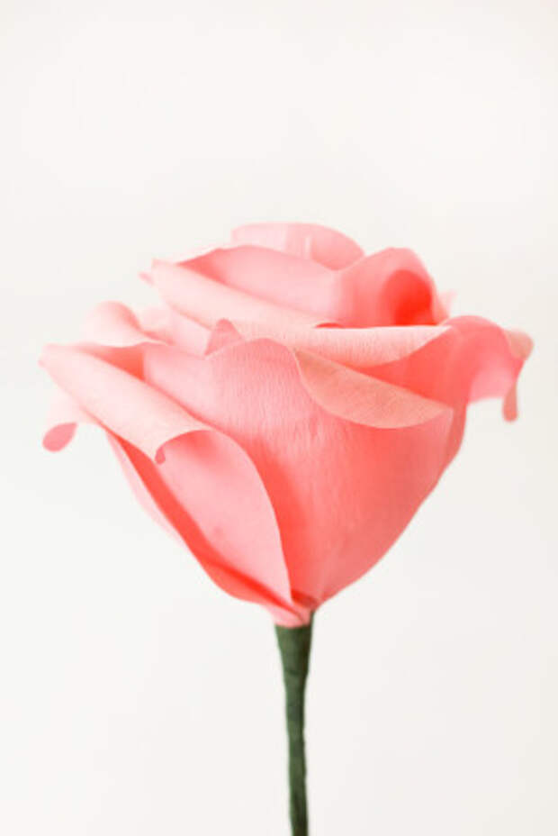 гигантские розы из гофробумаги (33) (297x445, 17Kb)