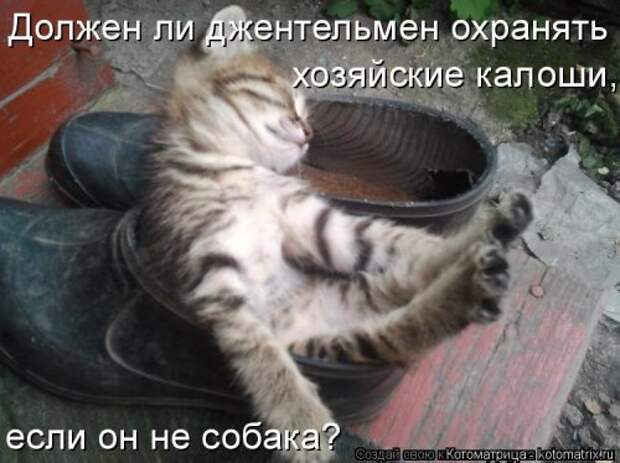 Лучшая котоматрица недели (30 фото)