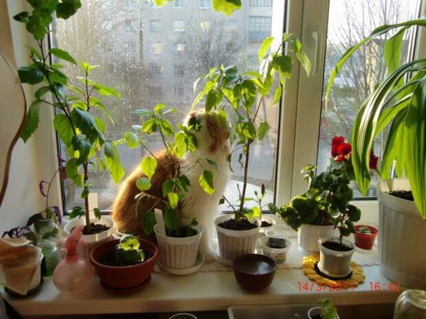 Котострофа коты, один дома