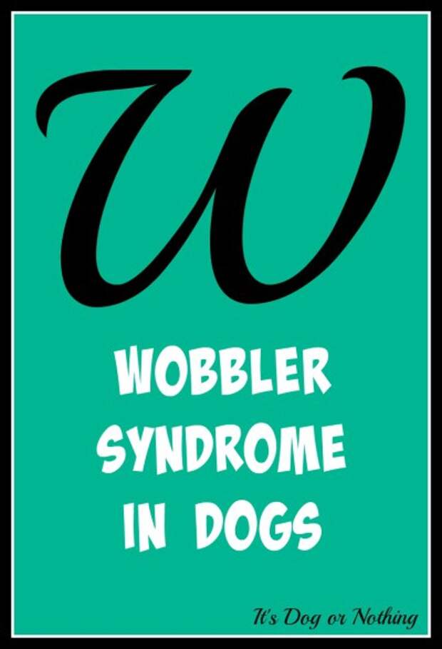 When it comes to giant breed health and nutrition, there's a lot that goes into raising a happy, healthy dog. We're going from A to Z talking about giant breed specific needs! Today, it's all about Wobbler Syndrome in dogs.