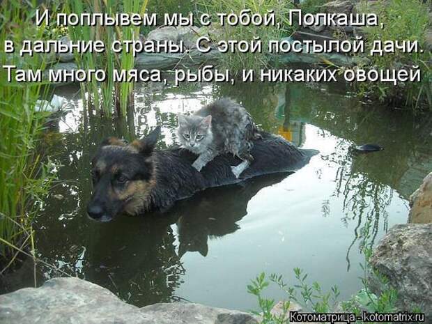 Лучшие котоматрицы недели (50 фото)
