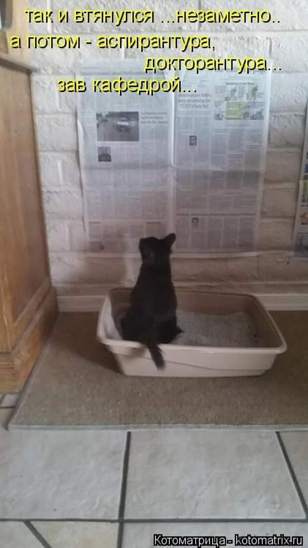 Лучшие котоматрицы недели