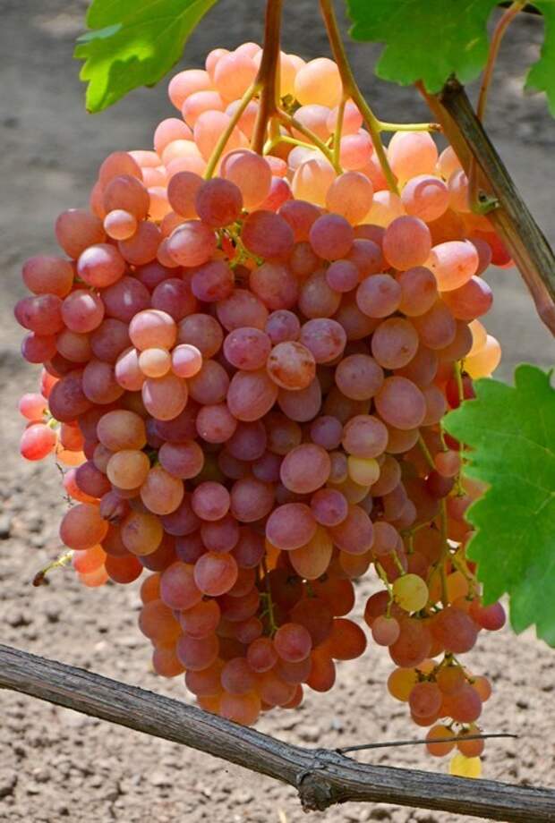 Столовые сорта винограда