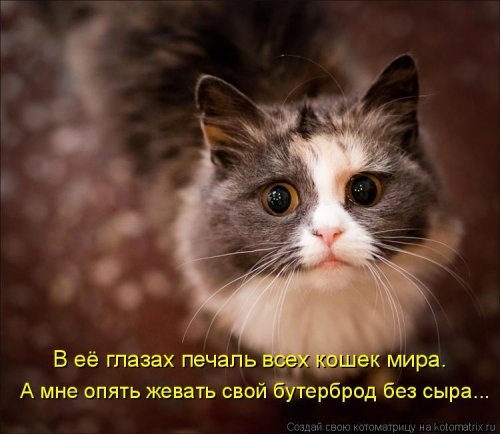 Новая котоматрица на Бугаге (28 фото)