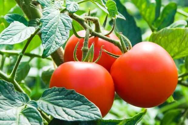 как сохранить урожай томатов